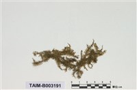 藏品(灰苔科)的圖片